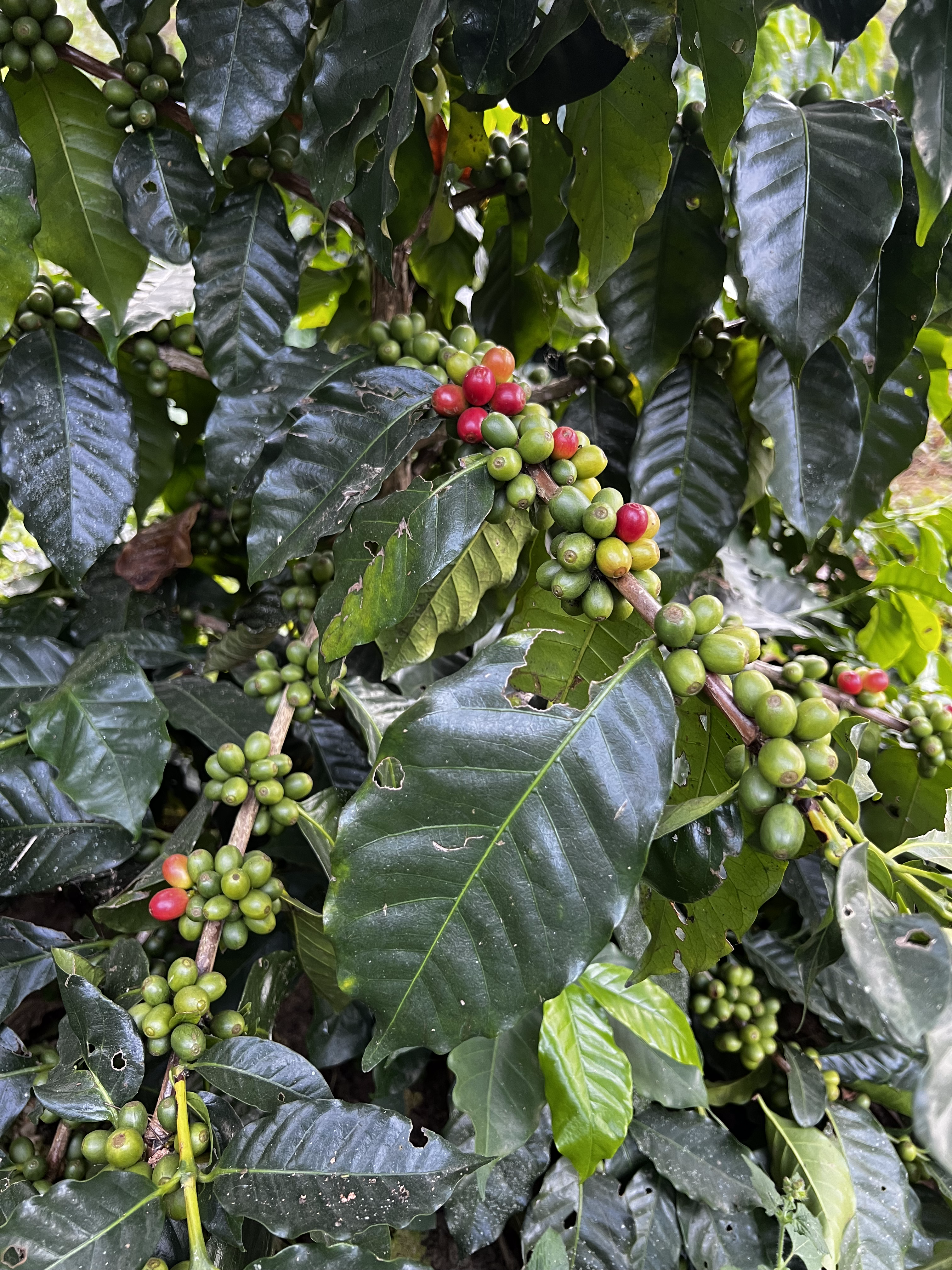 Langtang Coffee Farm