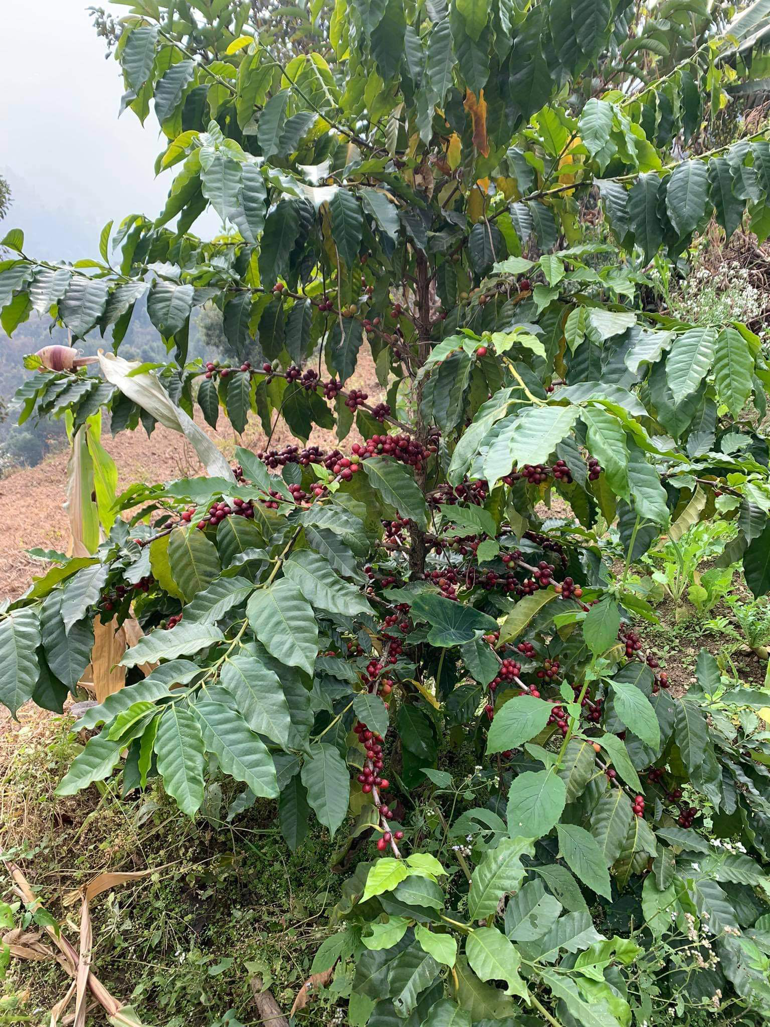 Langtang Coffee Farm