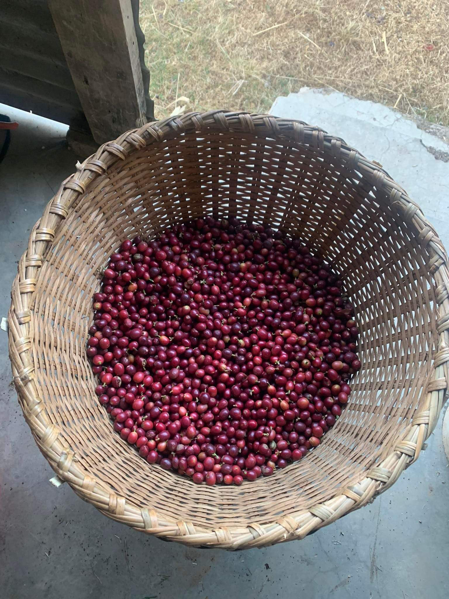 Langtang Coffee Farm