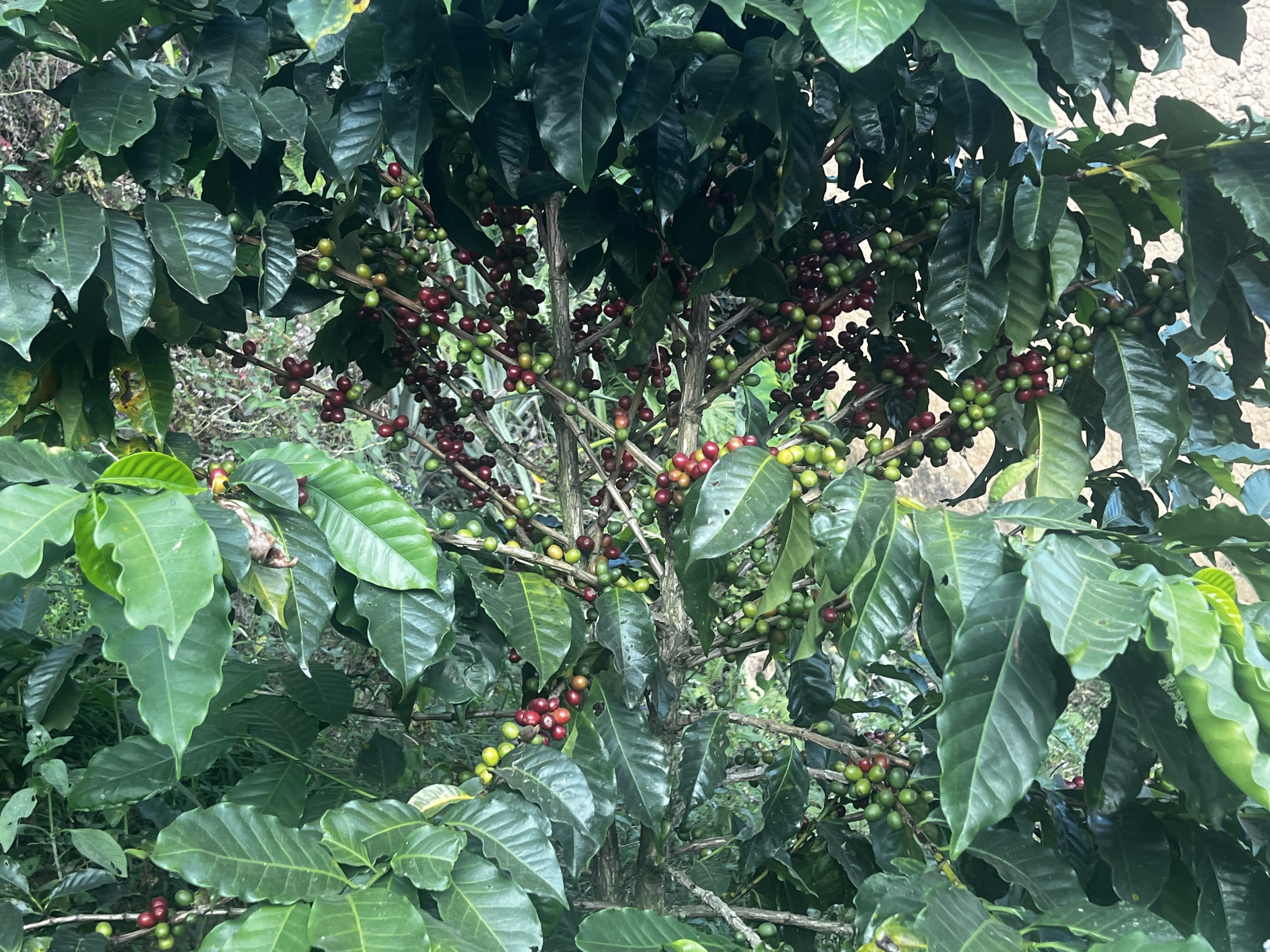 Langtang Coffee Farm