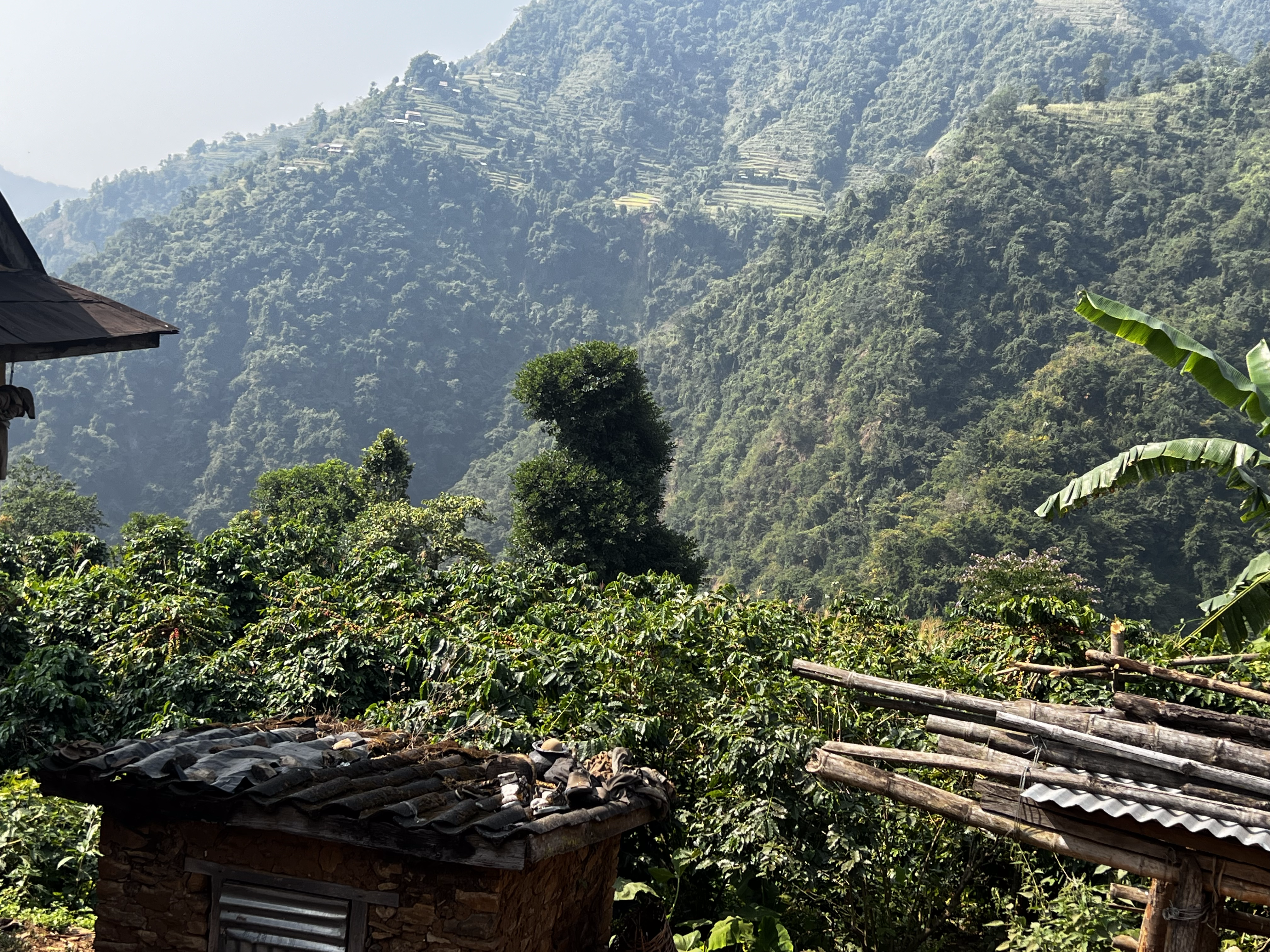 Langtang Coffee Farm