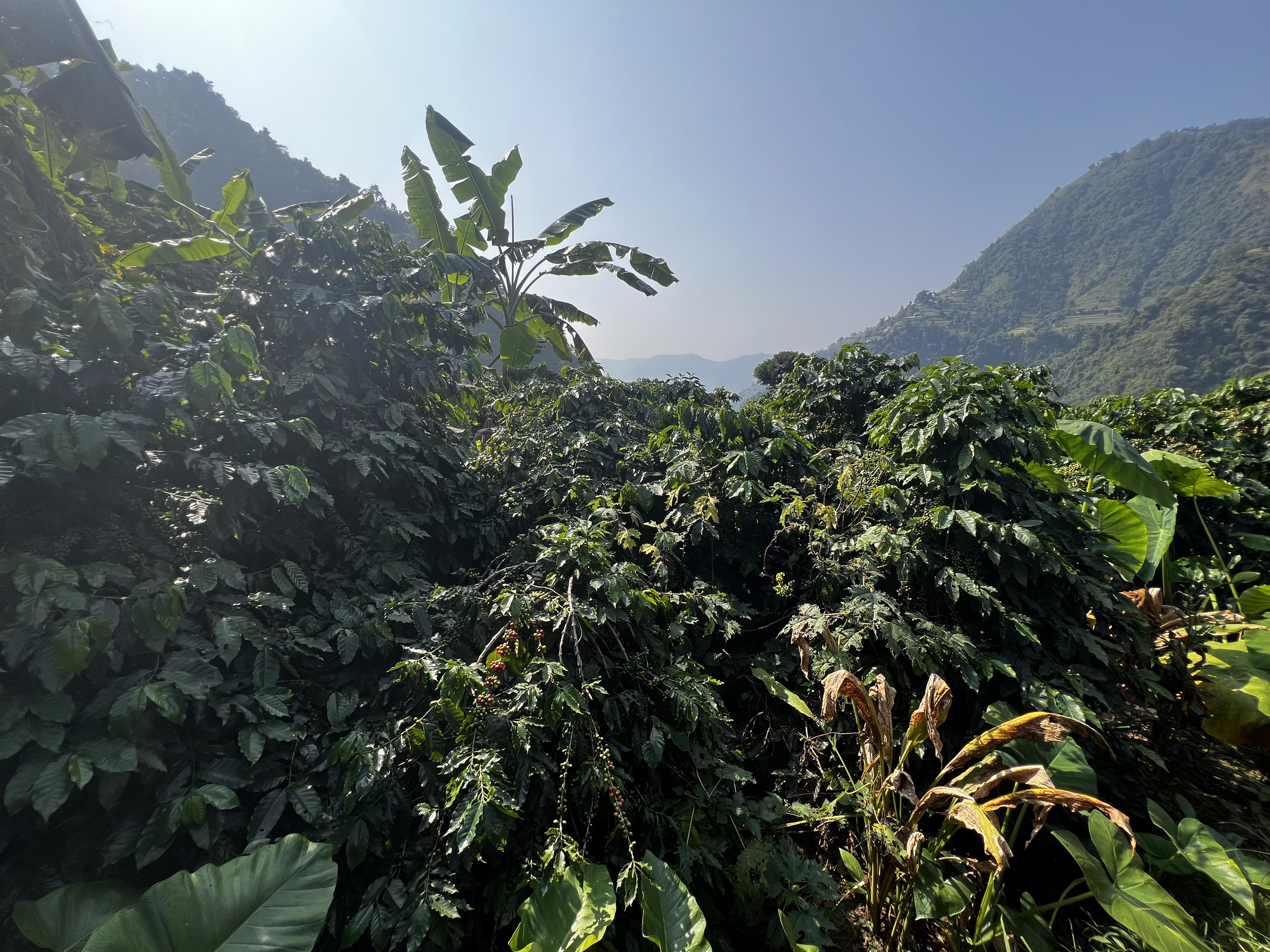 Langtang Coffee Farm