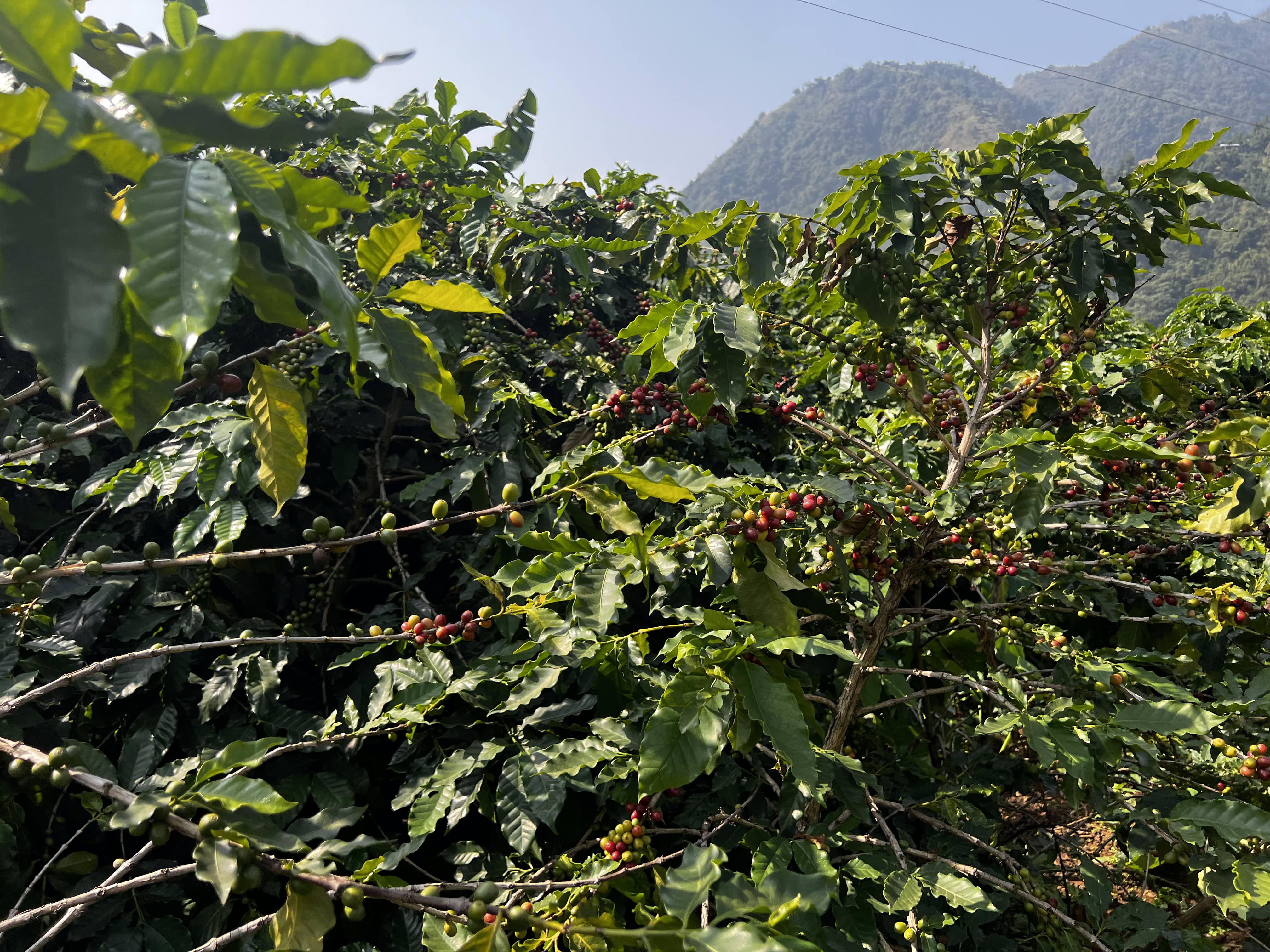 Langtang Coffee Farm