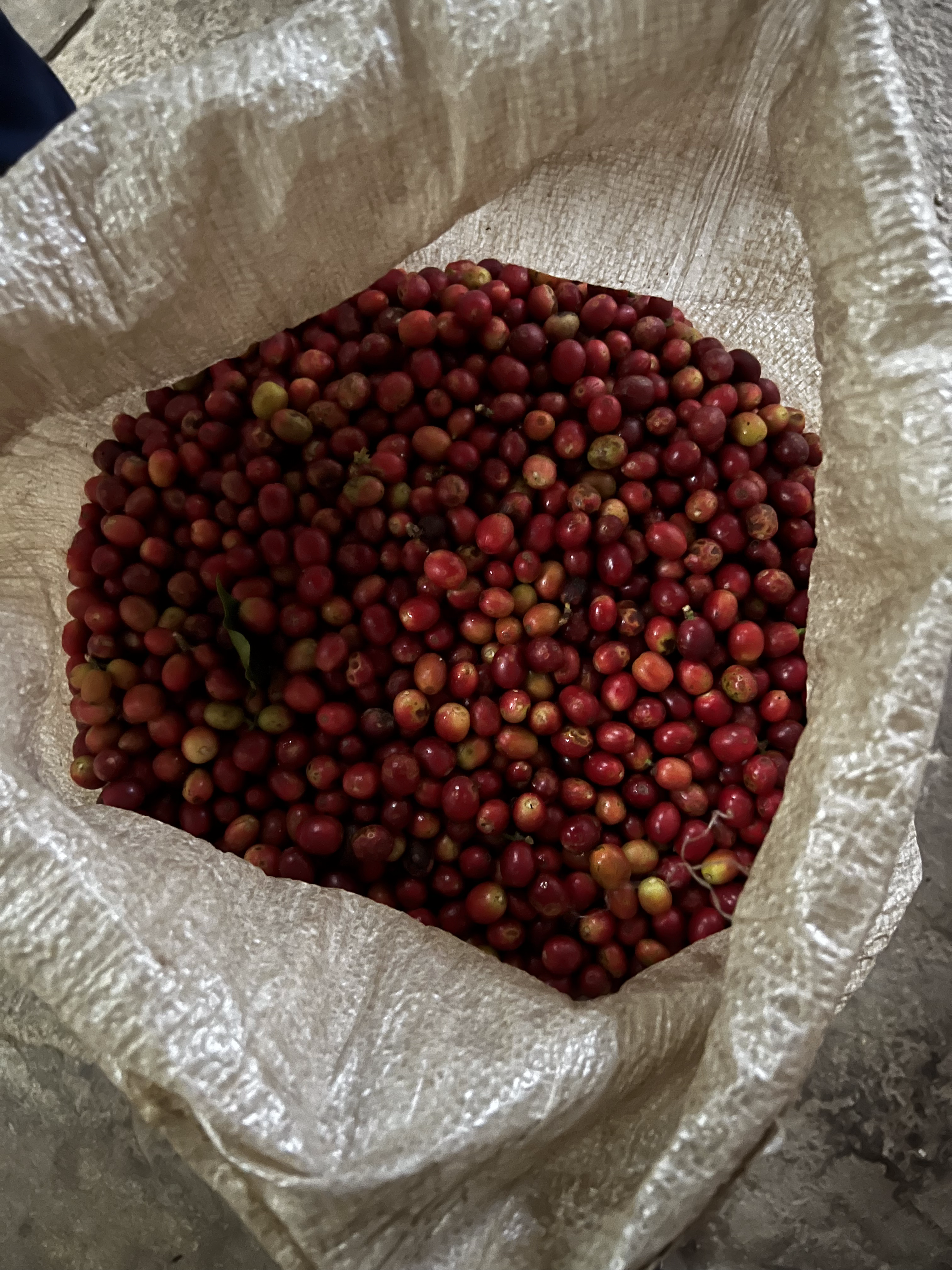 Langtang Coffee Farm