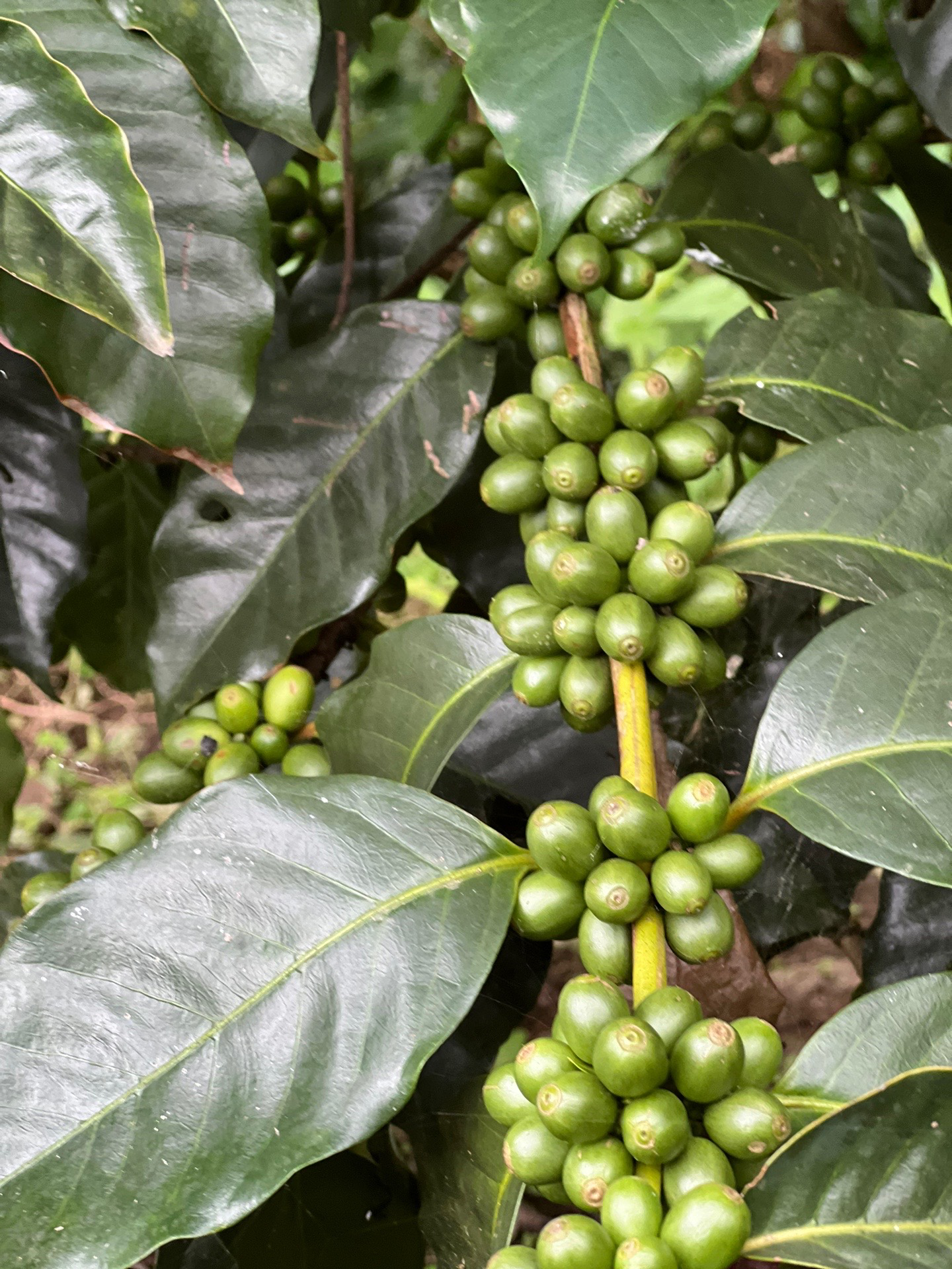 Langtang Coffee Farm