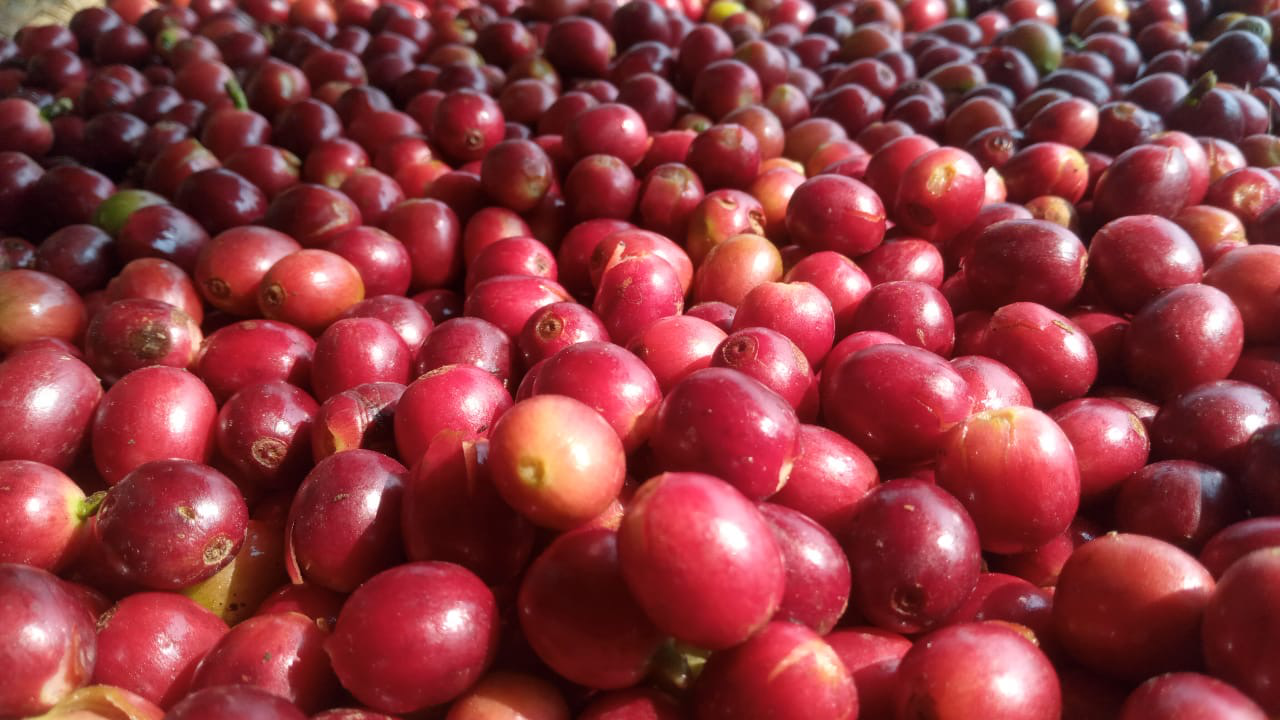 Langtang Coffee Farm