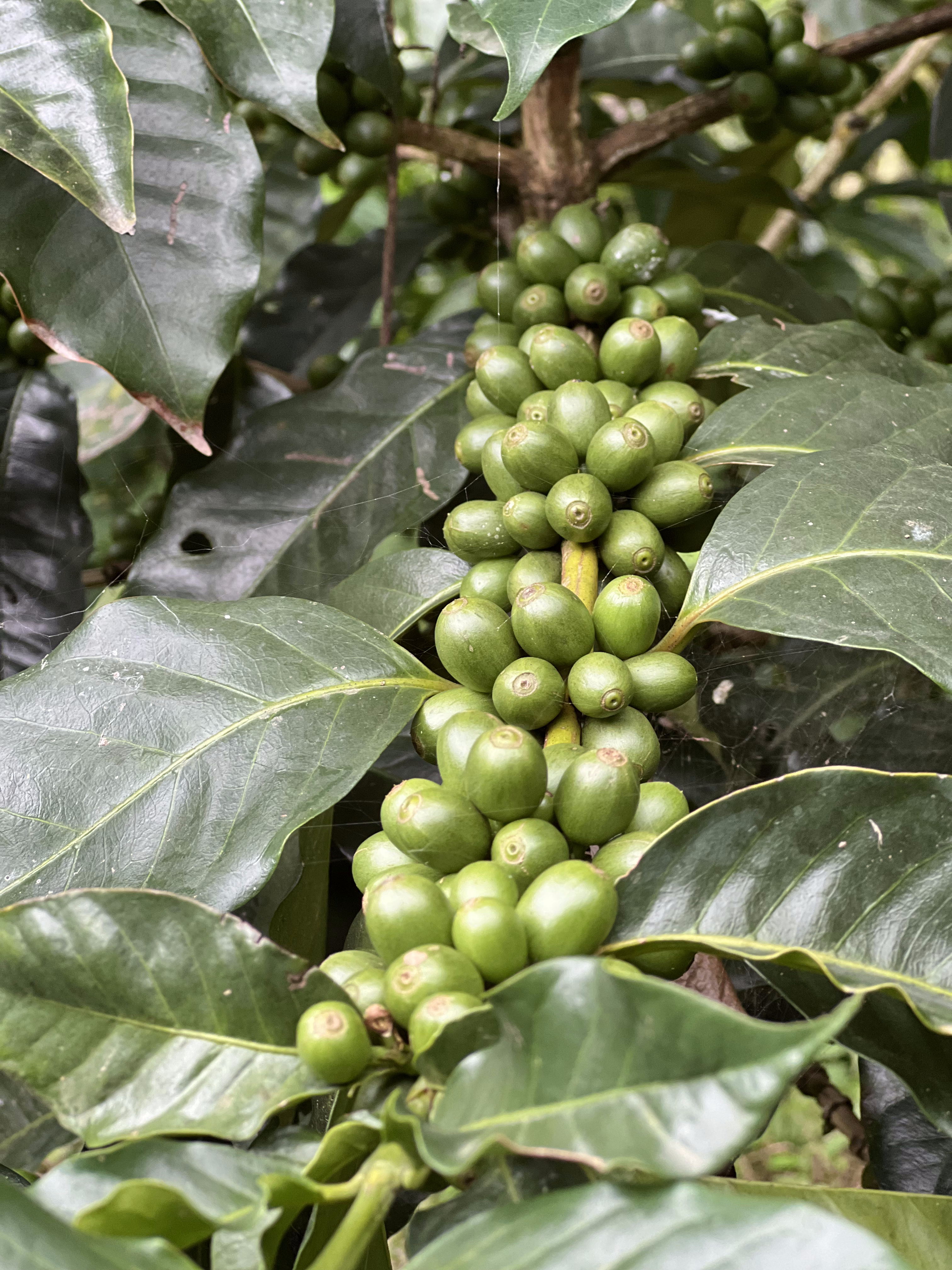 Langtang Coffee Farm