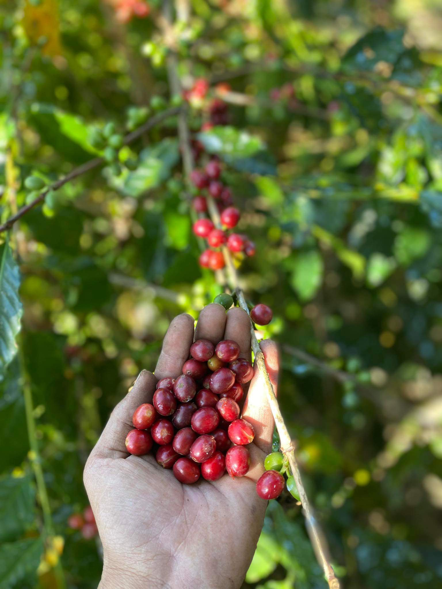 Langtang Coffee Farm