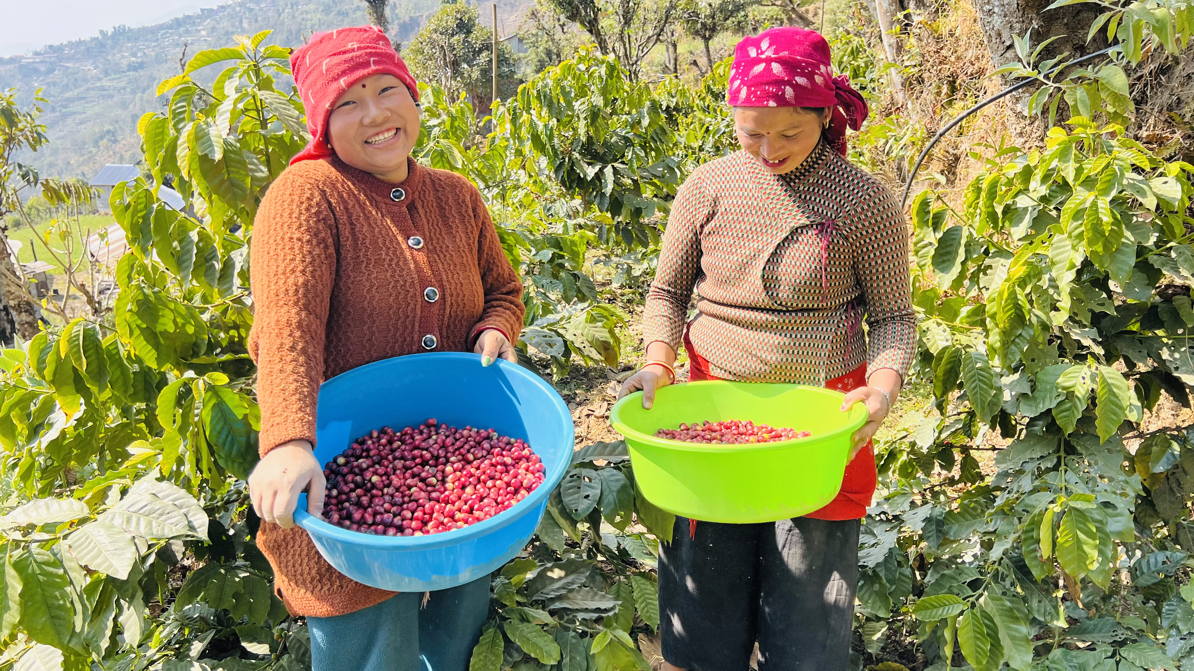 Langtang Coffee Farm