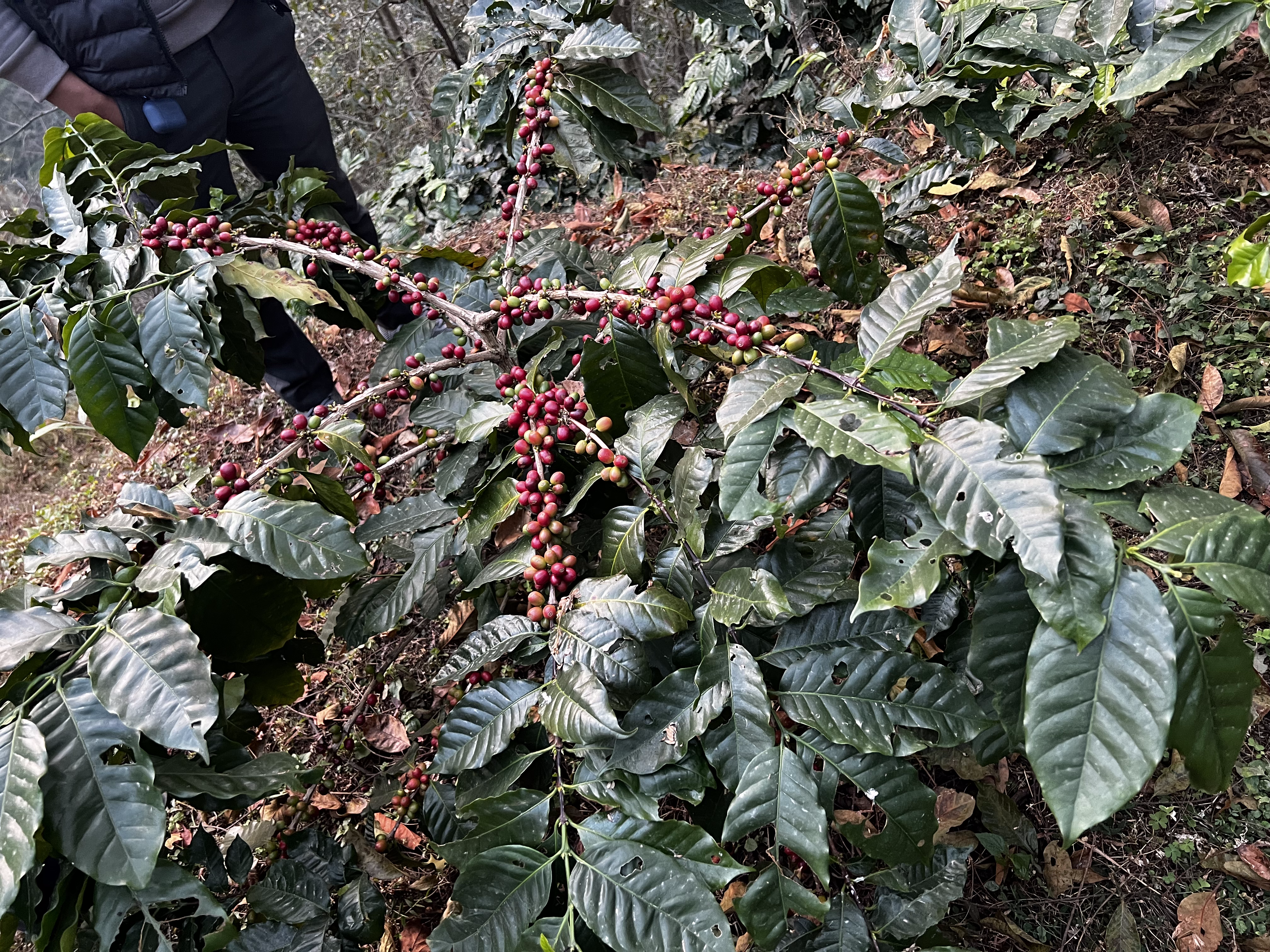 Langtang Coffee Farm