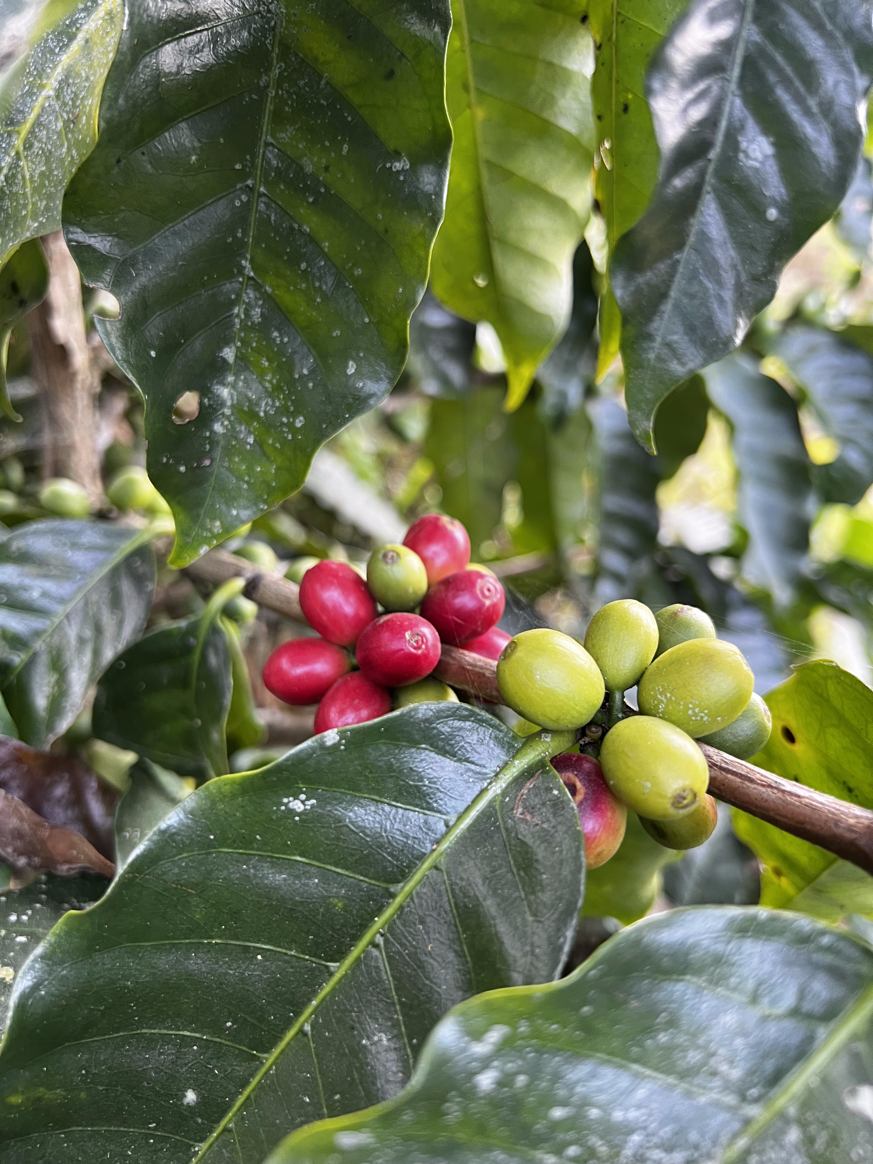 Langtang Coffee Farm